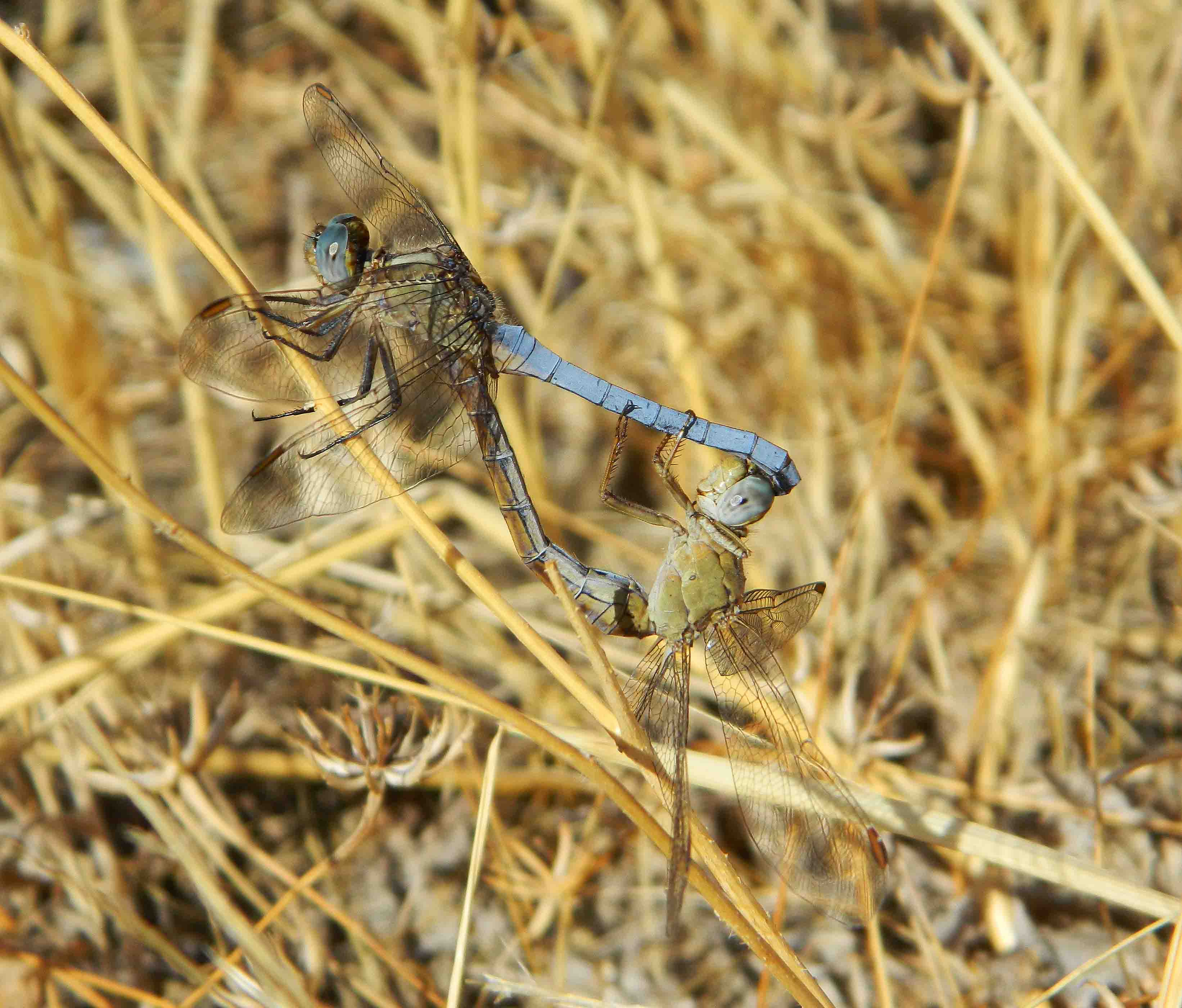 Sono Orthetrum sp.?